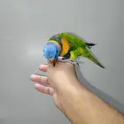 ببغاء الوري اليف وهدد نشبه