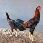 زوج دجاج باكستاني وديكين براهما وديوك بلدي