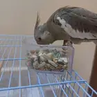 كروان أليف (تم البيع)