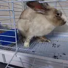 أرنب بلدي جامبو