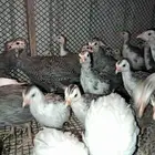 دجاج صوص حبشي