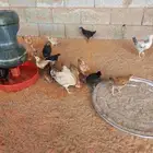 بيع دجاج وديكه صغير شهرين وزياده