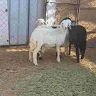 رخال حبصيات العدد 4