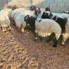 غنم نعيم بلدي