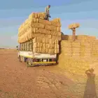موجود تيبن شدمره طيب