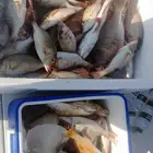 يوجد لدينا رحلات فردية وجروبات طوال أيام الأسبوع