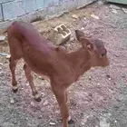 للبيع معها حسيله