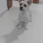كلب عمره 9 اشهور