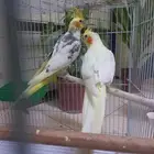 جوز كروان منتج(تم البيع)