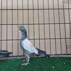 تم البيع