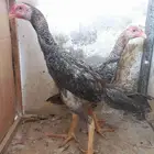 شامو ياباني
