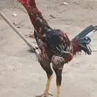 ديك شاموه اللون أحمر. وديك باكستاني اللون ابيض .