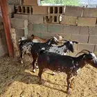 معزا مقاني 4