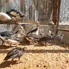 صوص دجاج حبشي