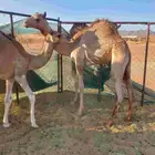 قعود طيب اللي يدرب