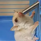 شوقر قلايدر سنجاب طائر كرينيمو عيون حمراء للبيع