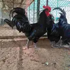 ديوك هجين استرالوب مع تركي