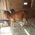 ثور للبيع