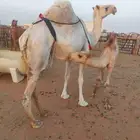 ناقه عشراء سليمه العزاريب حدرها قعود كفو عليها سوم 9300شايف