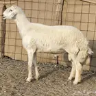 طلي فحل مشروط