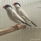 جوز جاوا اغات نورمل اسبلت