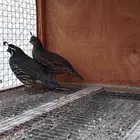 سمان كاليفورنيا