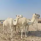 كرفانات وابل للبيع