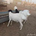 برابر مرابي