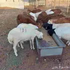 خرفان طيبه