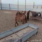 سواكن مرابي
