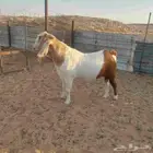 تيس بورقوت سنه رباع