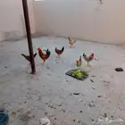 دجاج بلدى بياض عمر 8 شهور 4 دجاج واتنين ديك الحبه 25 الخرج
