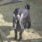 تيوس عوارض مقفله