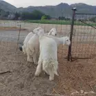 طليان جبره وتجمل