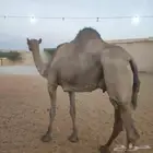 ناقه عشراء ساحليه طيبه