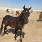 حصان ما شاء الله يصلح للصغير. والكبير والخيالة والمبتئين بيع