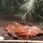 cherry shrimp