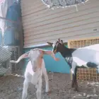 موجود ماعز قزم