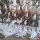 موجود حمام فرنسي سوبر جامبو