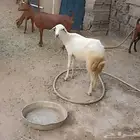 رخل سمينه