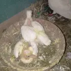 حمام لاحم فرنساوي منتج