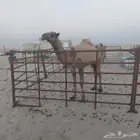 بكره مفروده صفرا