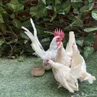 دجاج جبنيز للبيع