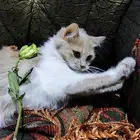 قطط اناث للتبني