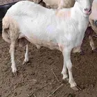 فحل بلدي للبيع