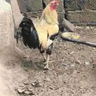 دجاج للبيع