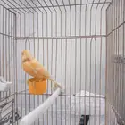 كناري ذكر