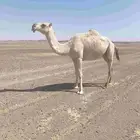 للبيع االقحه