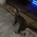 قطه انثى عمره 3شهور للتبني حاله الصحيه جيده