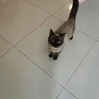قطه انثى هملايا للبيع